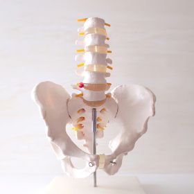 骨粗鬆症認定医による診断